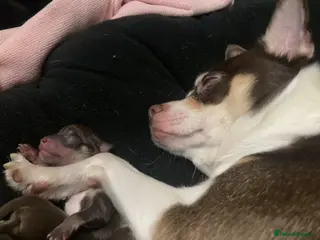 Chihuahua dogs 3musketeers full pedigree baby’s unusual markings - Advert 1