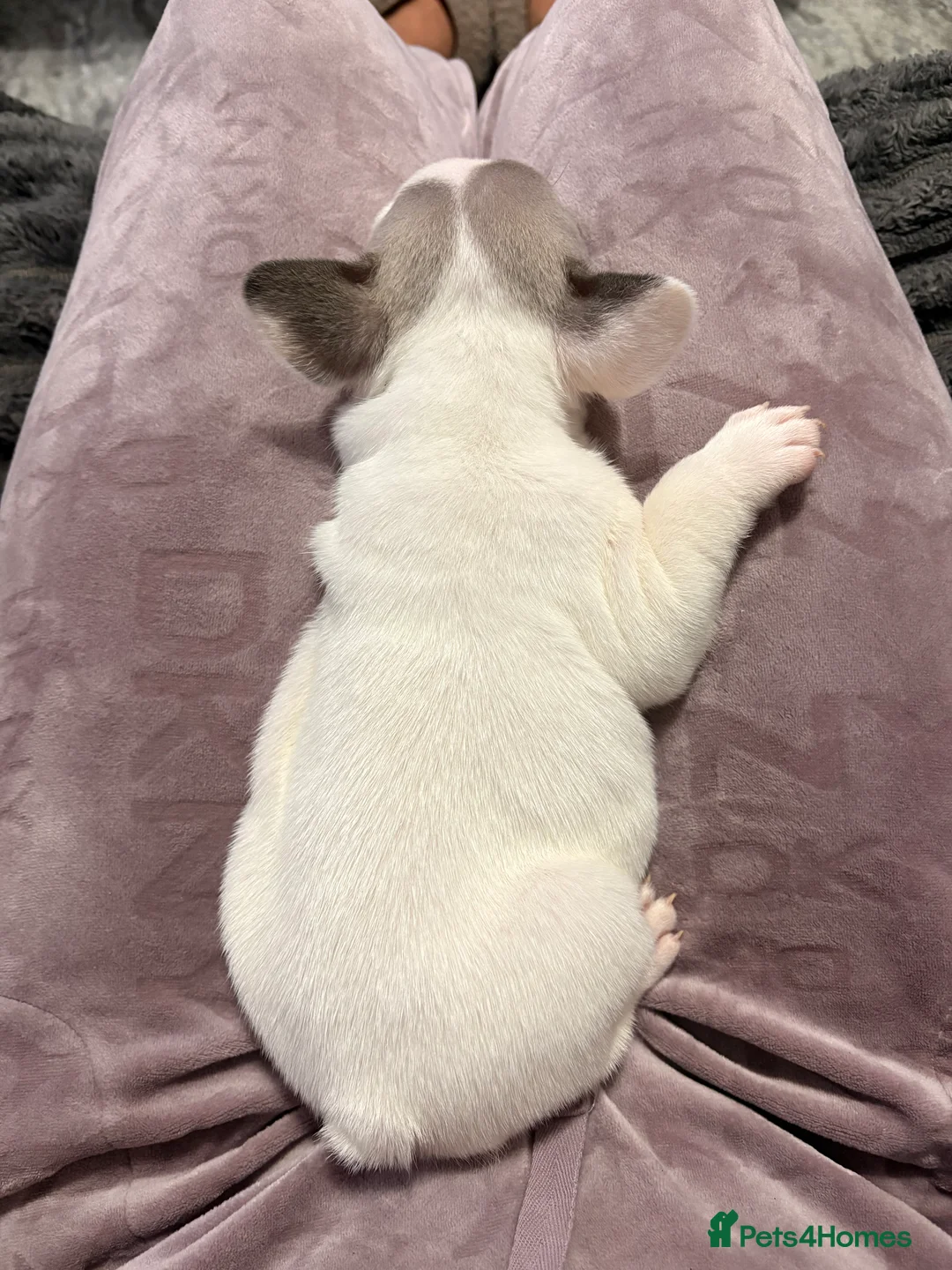 French Bulldog dogs for sale: 🏆 FRENCH BULLDOG 🏆 - Advert 18