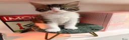 Mixed Breed cats for sale: Raccoon Kittens  - Advert 8