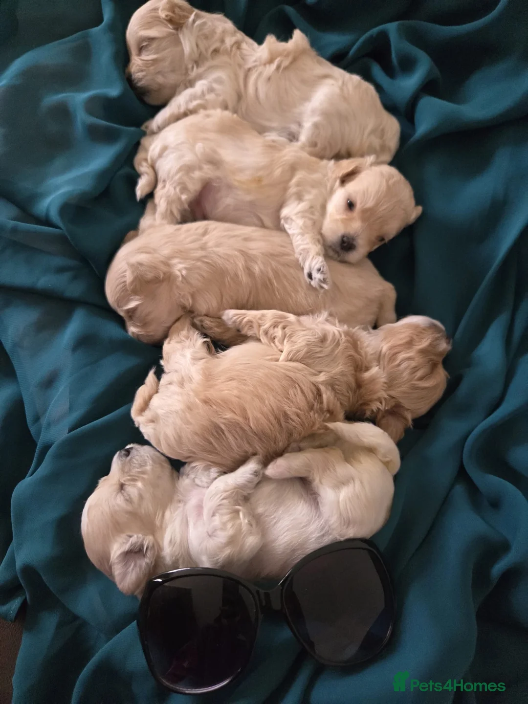 Maltipoo dogs for sale: F1🎀Maltipoo 🎀Luxury rare🎀 KC parents - Advert 26