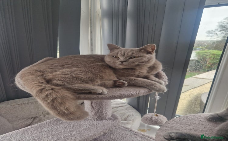 British Shorthair cats - Advert 8
