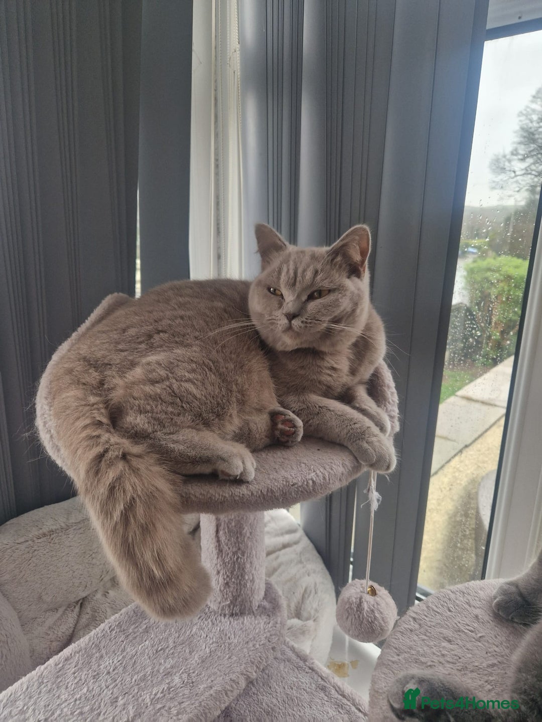 British Shorthair cats for sale: Lilac British shorthair Girl age 2 - Image 1