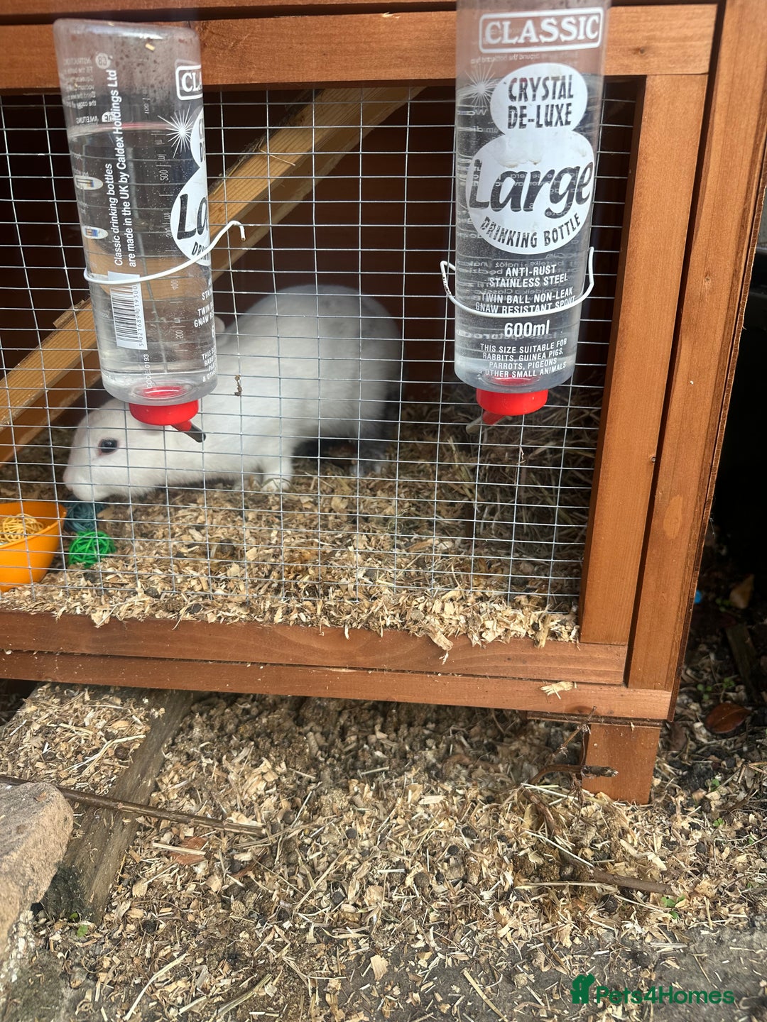 Netherland Dwarf rabbits for sale: 2 Rabbits and hutch for sale  - Image 2