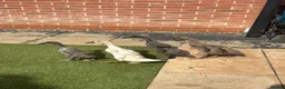 Ducks poultry for sale: Indian runner ducklings for sale - Advert 2