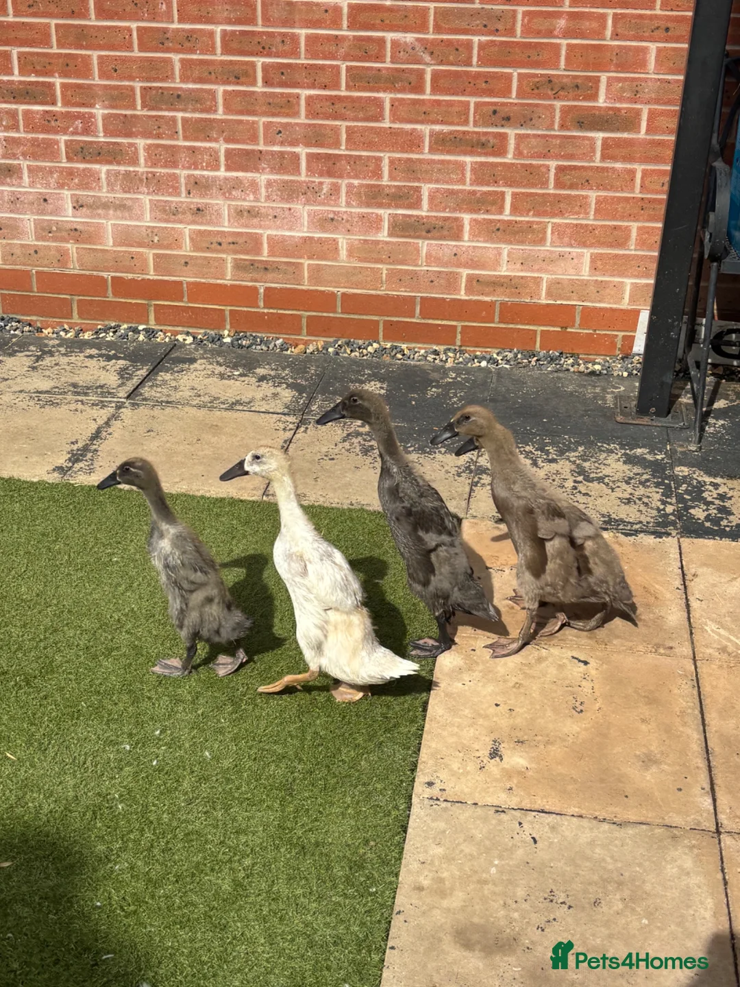 Ducks poultry for sale: Indian runner ducklings for sale - Advert 2