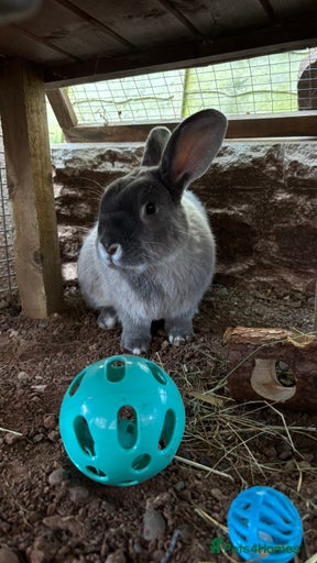 Gallery Image {{count}}