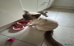Mixed Breed cats for sale: Ragdoll x breed - Image 1