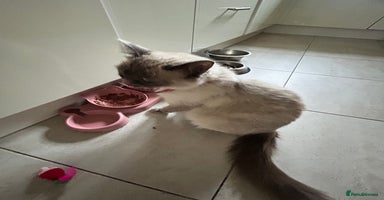Mixed Breed cats - Advert 15