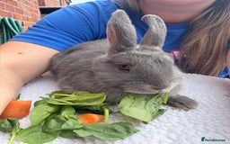 Mixed Breed rabbits for sale: Stunning Mixed Breed Rabbits  - Image 5