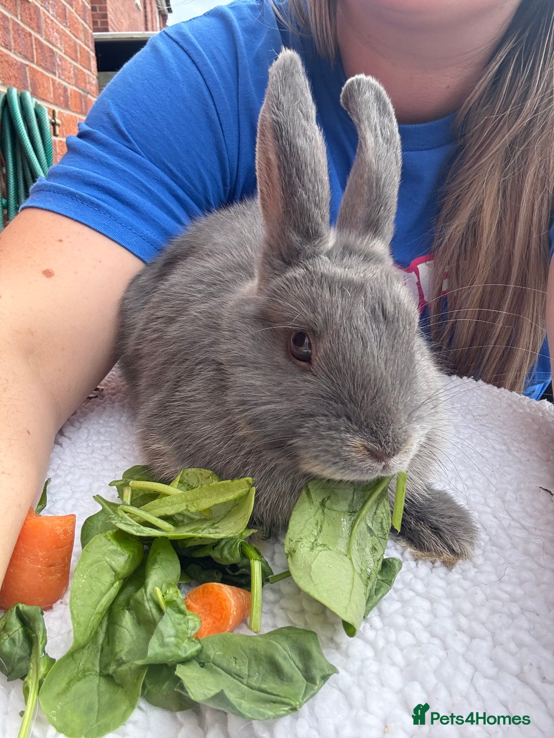Mixed Breed rabbits for sale: Stunning Mixed Breed Rabbits  - Image 5