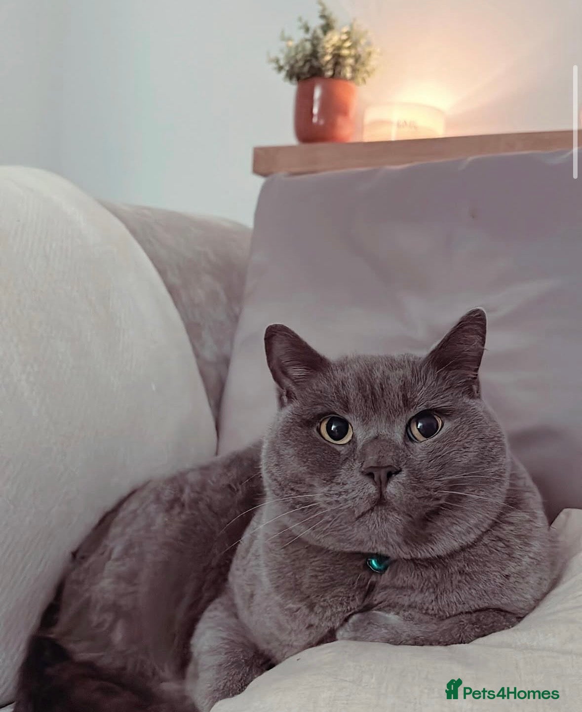 British Shorthair cats Gatsby | British Shorthair | Male | 6 Years Old - Advert 2