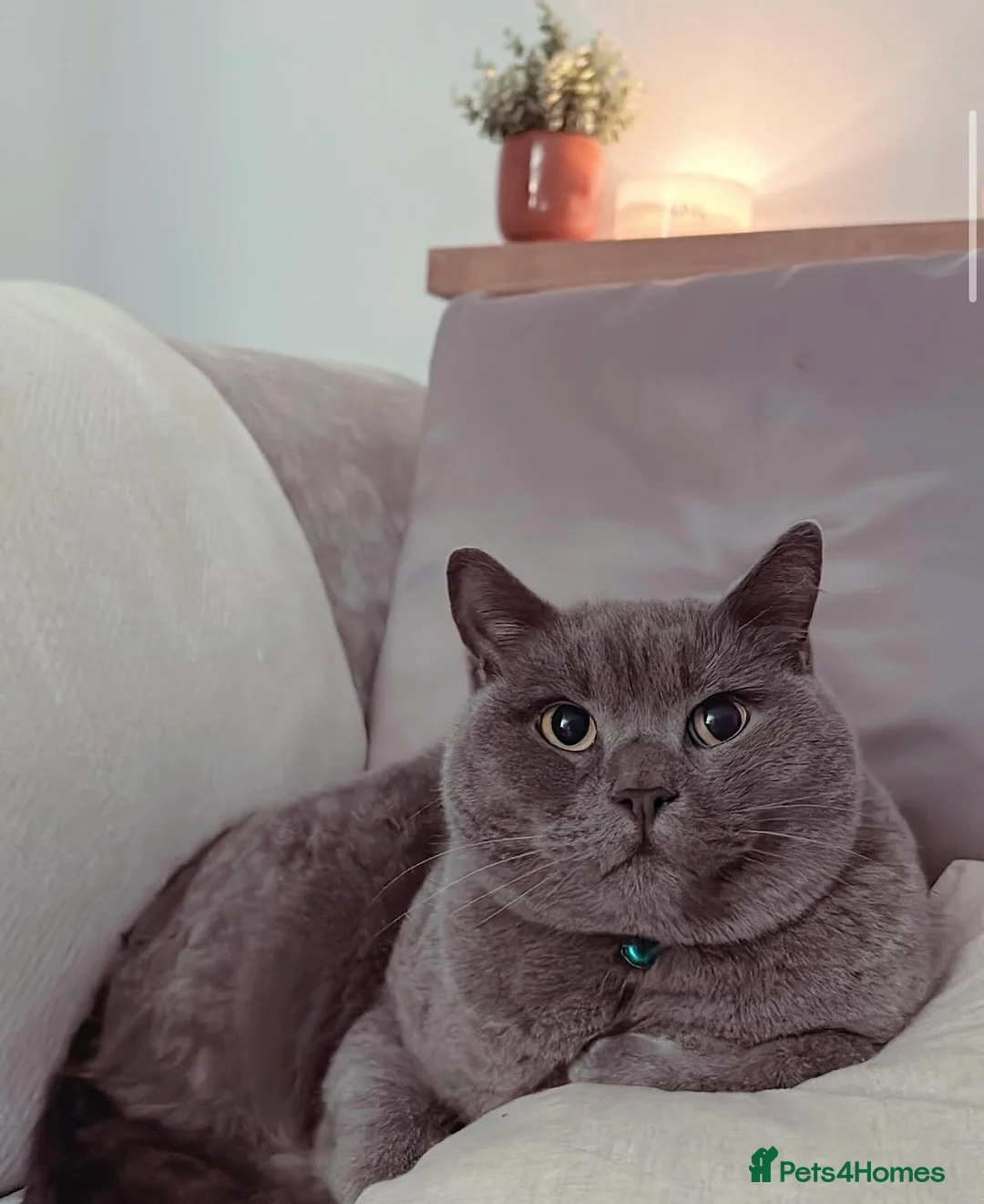 British Shorthair cats for sale: Gatsby | British Shorthair | Male | 6 Years Old - Advert 2