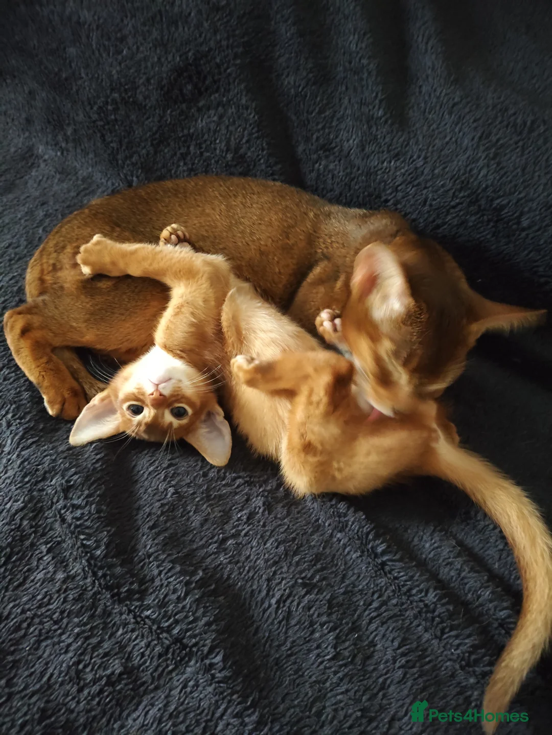 Abyssinian cats for sale: Beautiful Abyssinian Kittens 🐈 - Advert 6