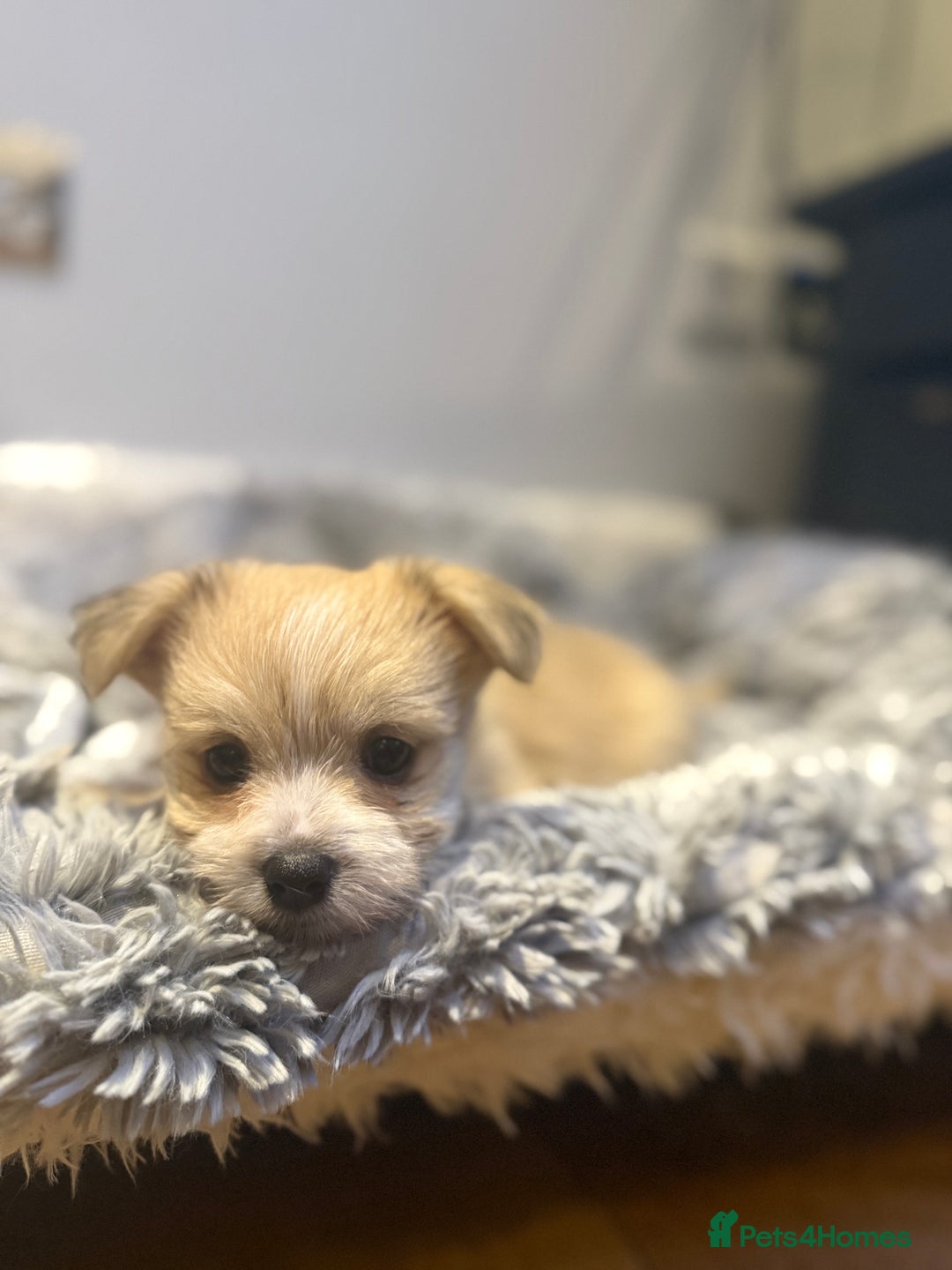 Mixed Breed dogs for sale: Unique mix - Maltese x JackChi Puppies - Advert 9
