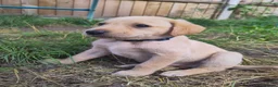 Labrador Retriever dogs for sale: 4 gorgeous Labrador boys - Advert 7