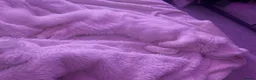 Maine Coon cats for sale: Maine coone boy - Advert 9