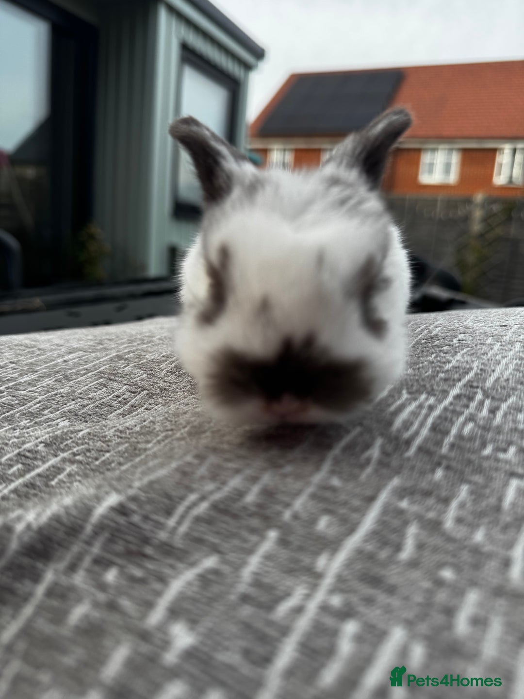 Mini Lop rabbits for sale: Mini Lop Babies ready to reserve - Image 20