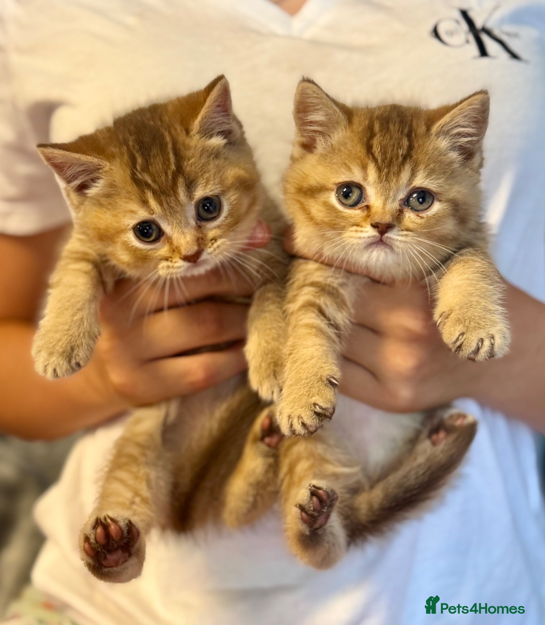 British Shorthair cats stunning affectionate Kittens available - Advert 1