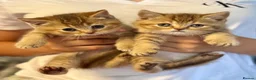 British Shorthair cats for sale: stunning affectionate Kittens available - Advert 1
