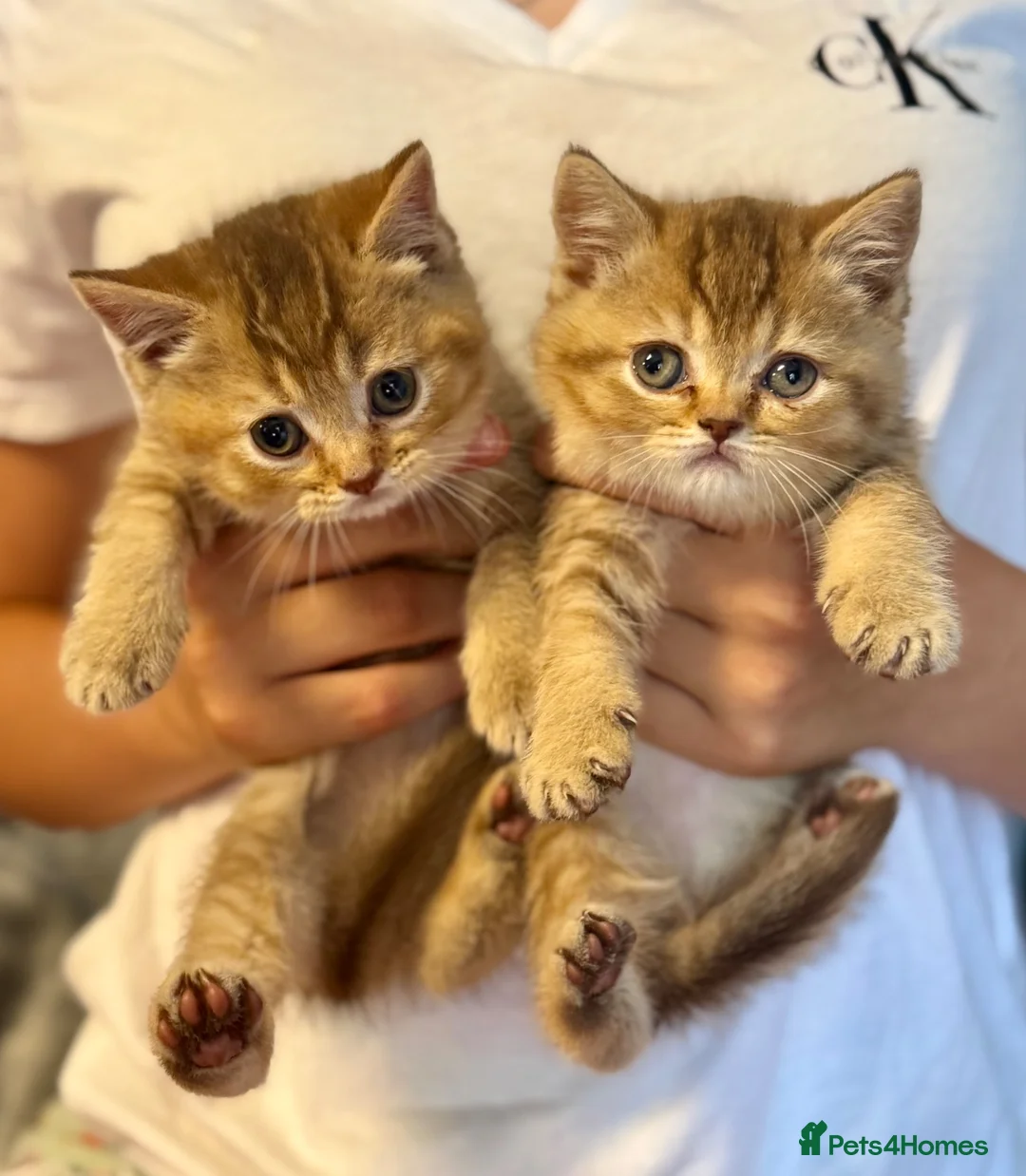 British Shorthair cats for sale: stunning affectionate Kittens available - Advert 1