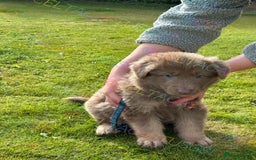 German Shepherd dogs for sale: Reduced Kcreg Isabella German shepherd pups  - Image 2