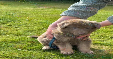 German Shepherd dogs - Advert 4