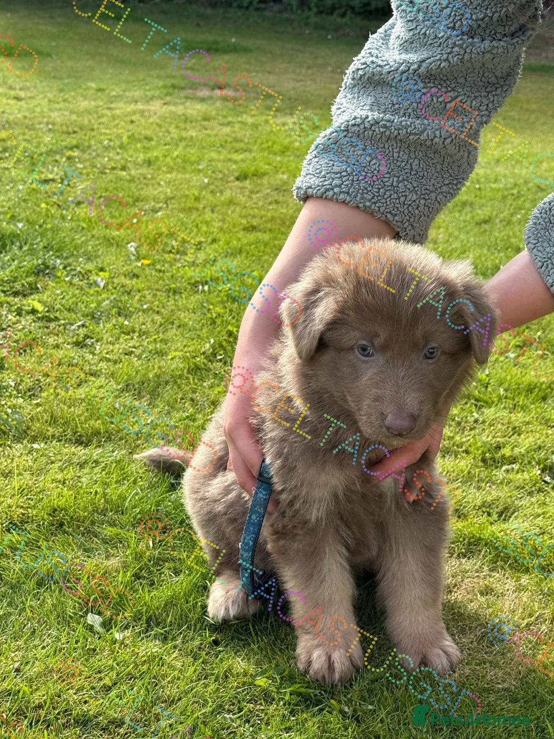 German Shepherd dogs for sale: Reduced Kcreg Isabella German shepherd pups  - Image 2