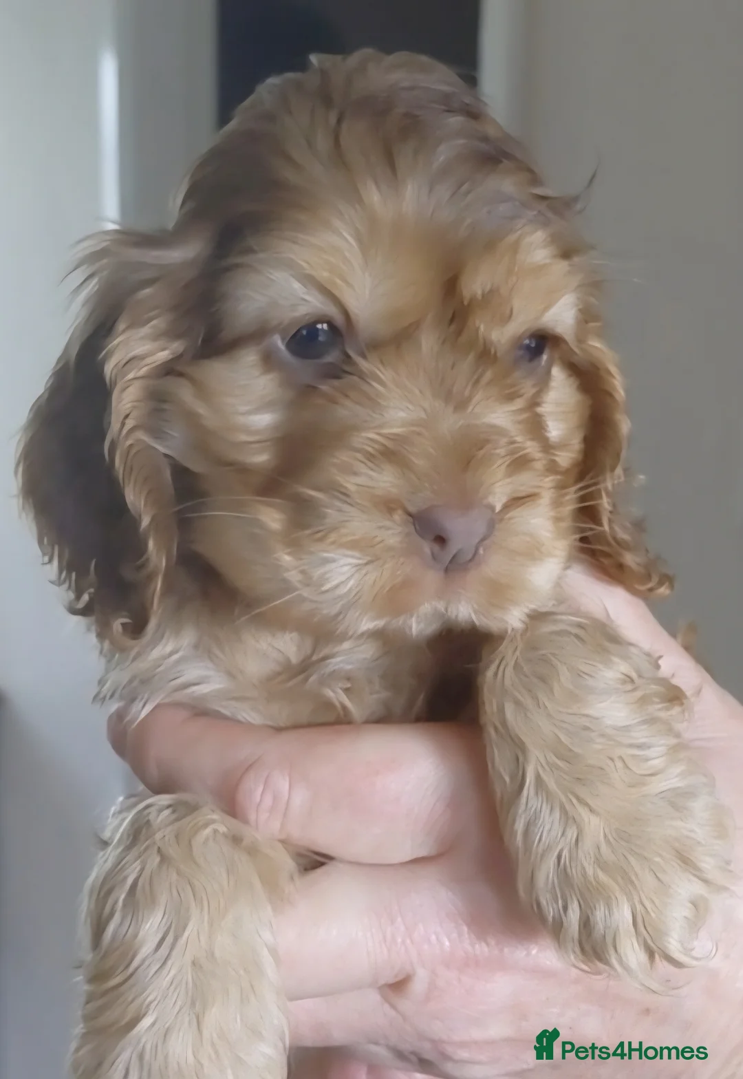 Cocker Spaniel dogs for sale: Show Chocolate Sable from health clear KC parents - Advert 1