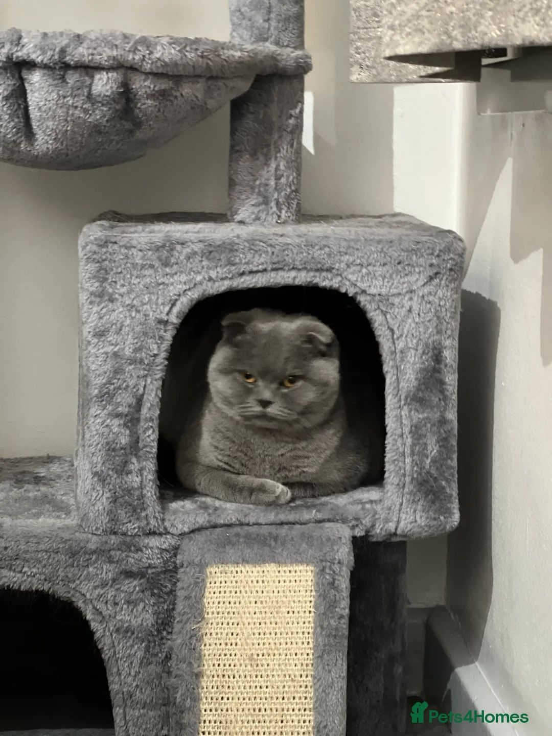 British Shorthair cats for stud: Looking for Stud service that can come to my queen - Advert 7