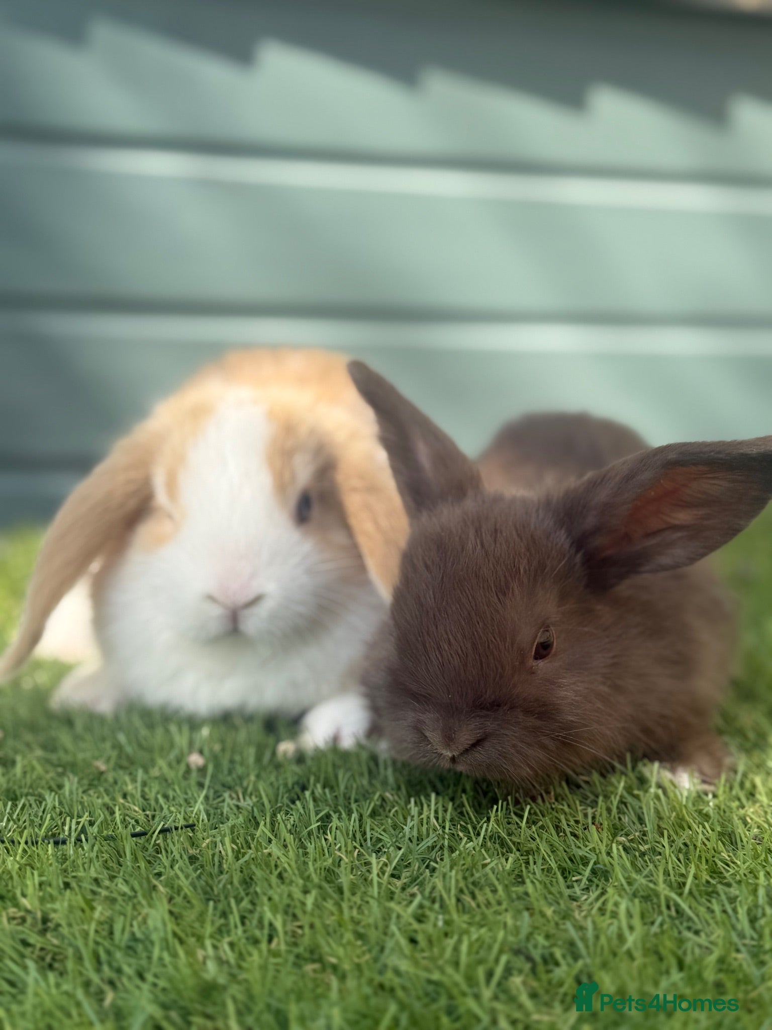 Mini Lop rabbits Outstanding litter of mini lop babies  - Advert 14