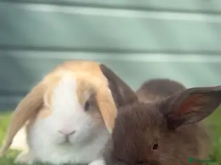 Mini Lop rabbits Outstanding litter of mini lop babies - Advert 14