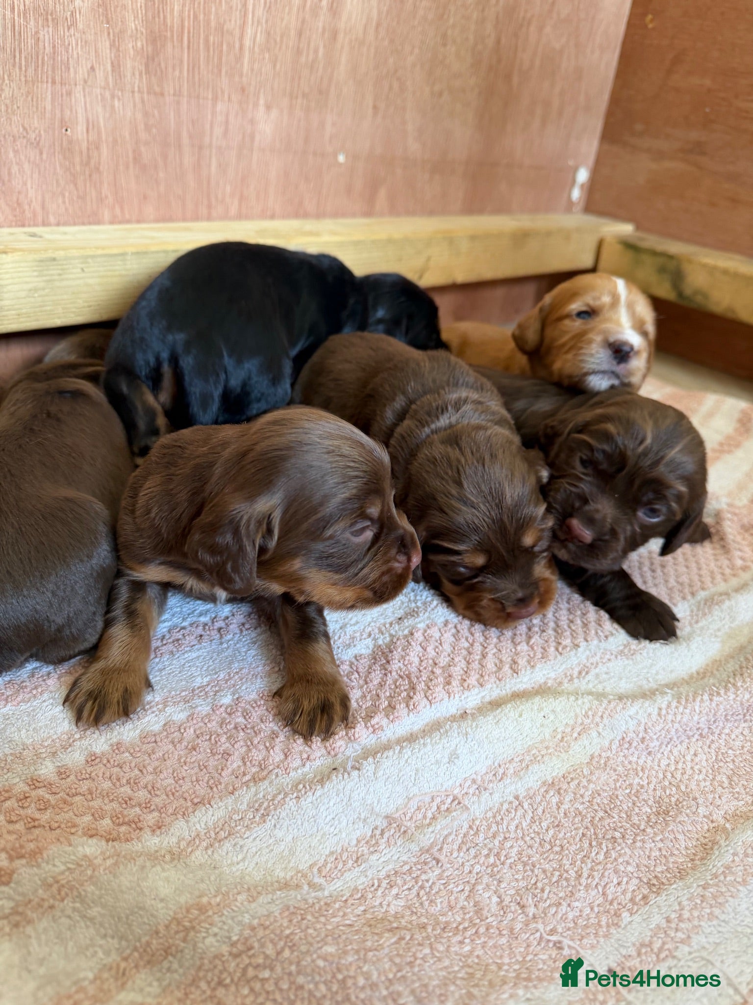 Cocker Spaniel dogs Stunning pedigree working cocker spaniel puppies  - Advert 1