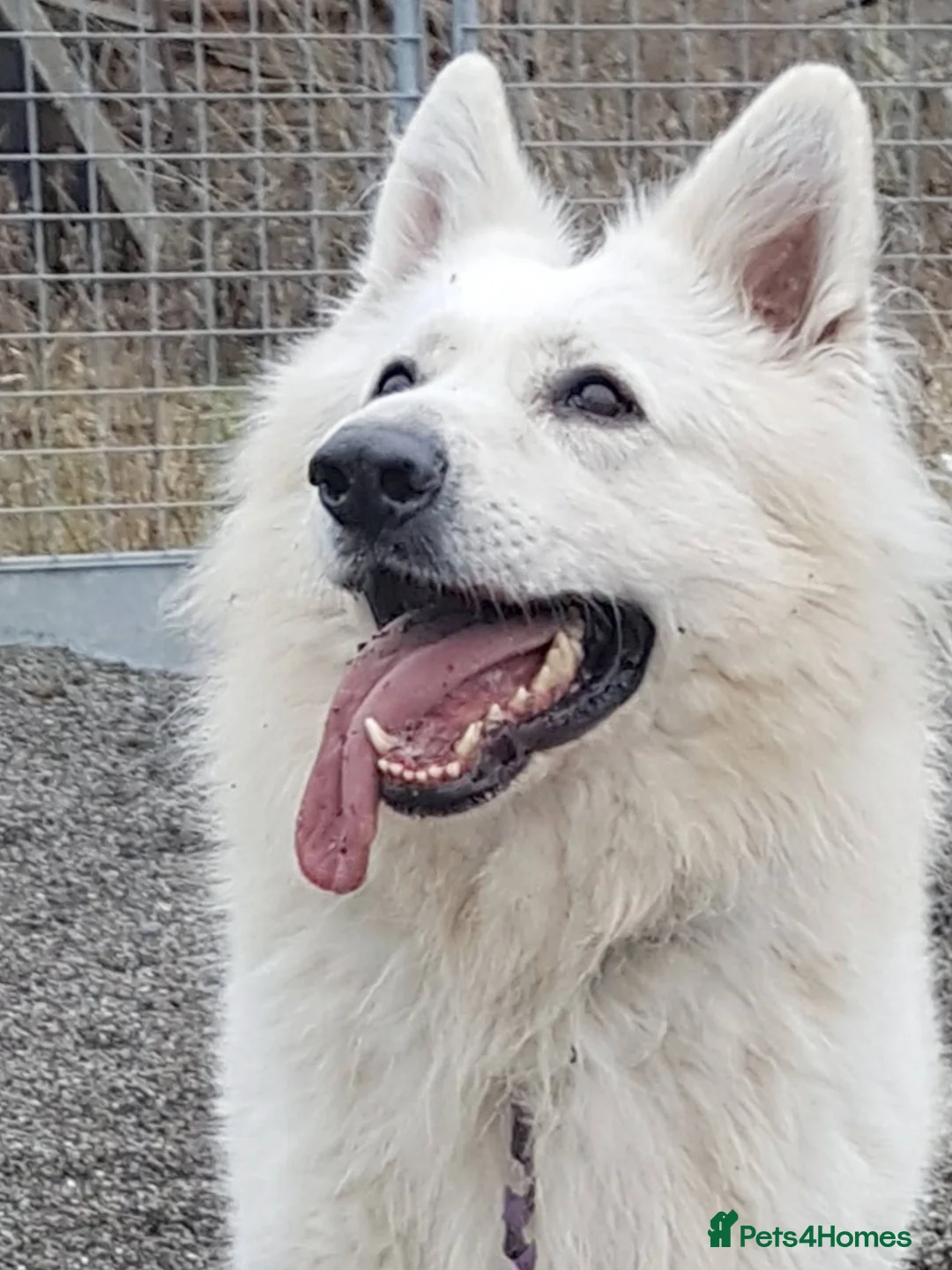 German Shepherd dogs for stud: KC Reg Cheyenne fully Health Tested at stud in Wisbech - Advert 2