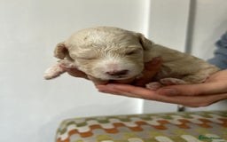Cavapoochon dogs for sale: Merle Cavapoochon - (COCO) Last girl available  - Image 12
