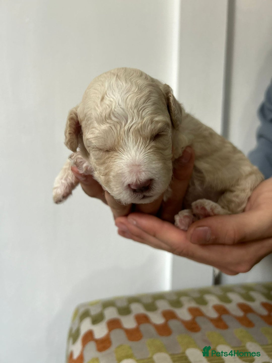 Cavapoochon dogs for sale: Merle Cavapoochon - (COCO) Last girl available  - Image 12