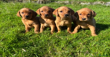 Labrador Retriever dogs - Advert 6