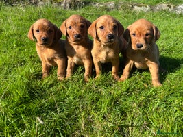 Labrador Retriever dogs - Advert 10