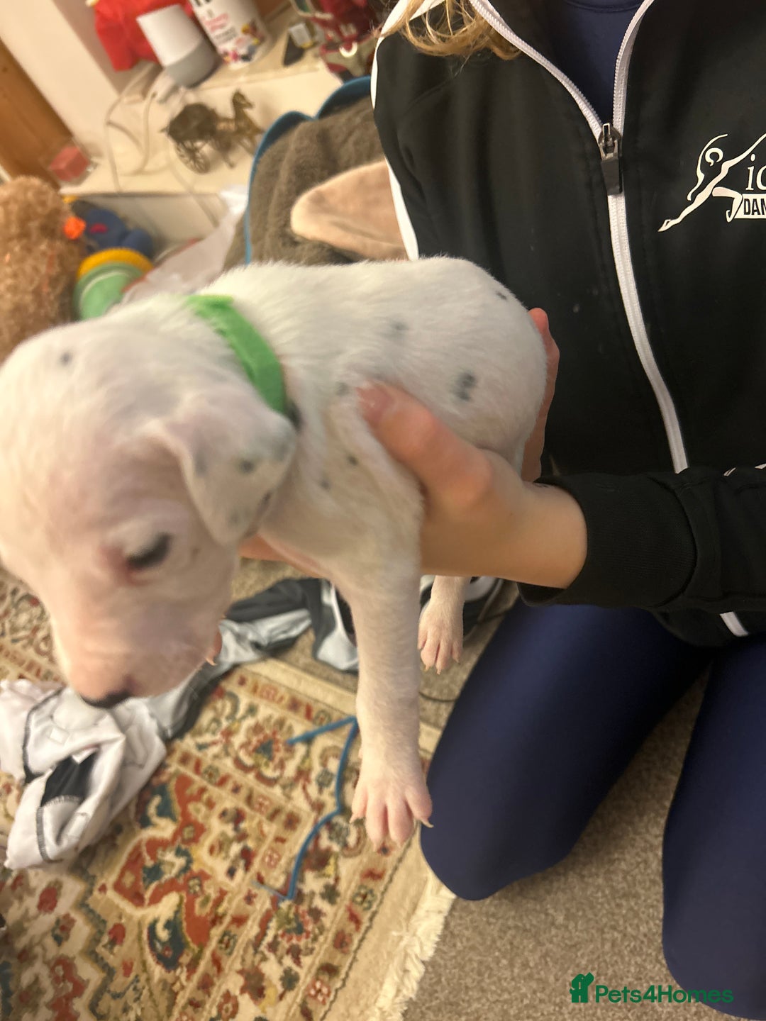 Dalmatian dogs for sale: Beautiful boys, BAER tested full hearing  - Advert 8