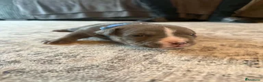 American Bully blue