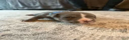 American Bully dogs for sale: Blue x lilac tri American pocket bully pups - Advert 14