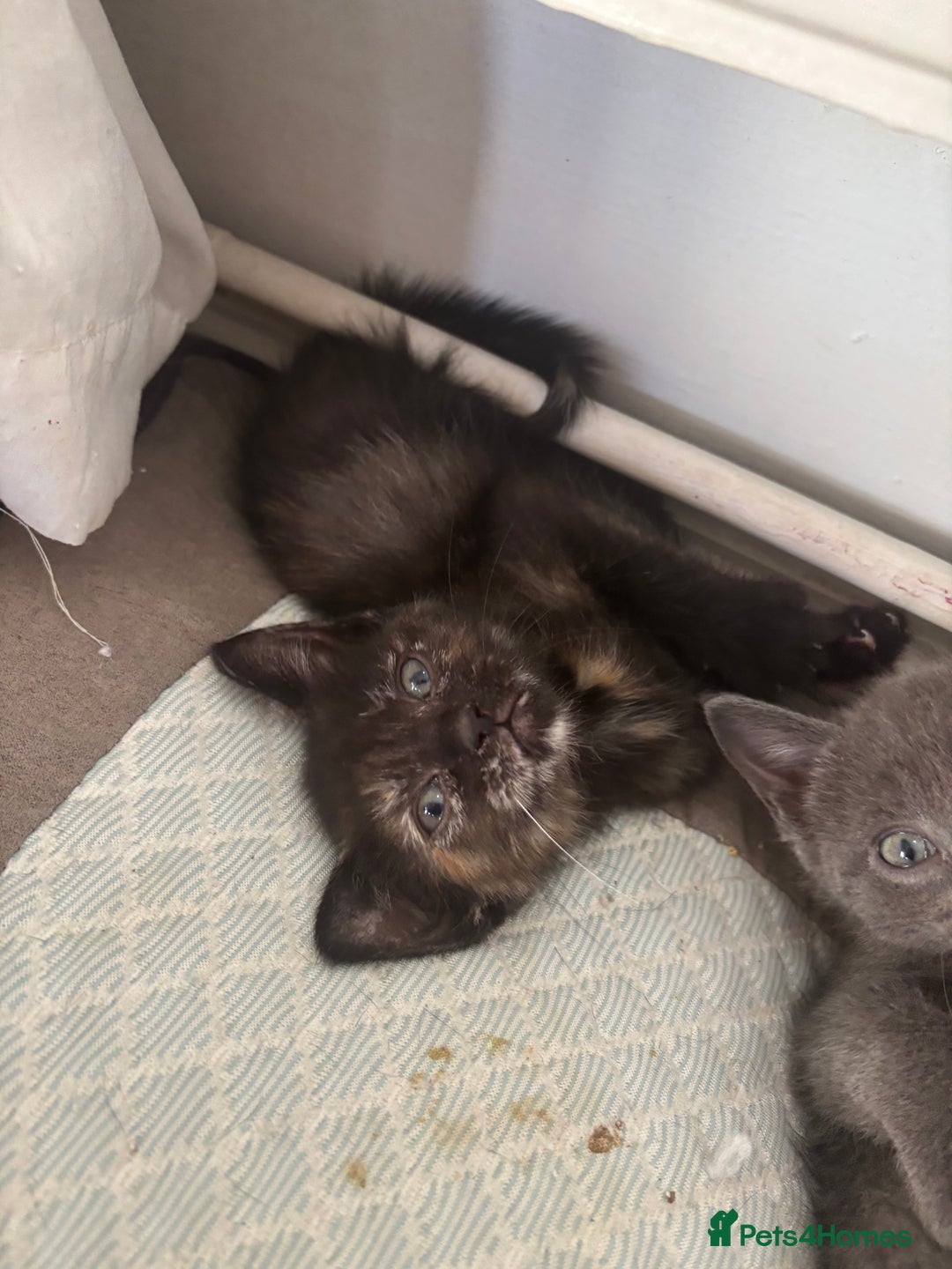 Ragdoll cats for sale: Gorgeous Ragdoll X Kittens - Solid Colours - Advert 7