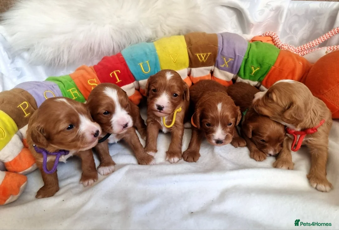 Cavapoo dogs for sale:  Cavapoo F1 puppies,DNA tested parents - Advert 1