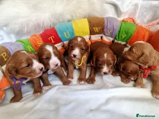 Cavapoo dogs Cavapoo F1 puppies,DNA tested parents - Advert 4