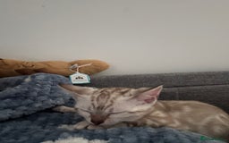 Bengal cats for sale: Pure Bengal snow lynx marble - Advert 3