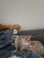 Bengal cats Pure Bengal snow lynx marble - Advert 11