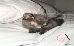 Mixed Breed cats for sale: 5x kittens looking for forever homes  - Image 2