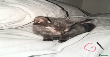 Mixed Breed cats - Advert 3