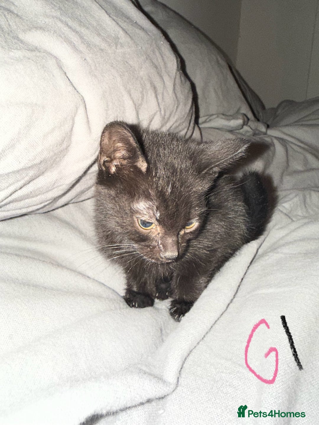 Mixed Breed cats for sale: 5x kittens looking for forever homes  - Image 2