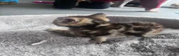 Mixed Breed cats for sale: 🐾 Stunning 8 week old kittens 🐾 - Advert 5