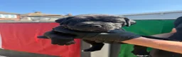 Cane Corso dogs for sale: CANE CORSO PUPPIES - Advert 14